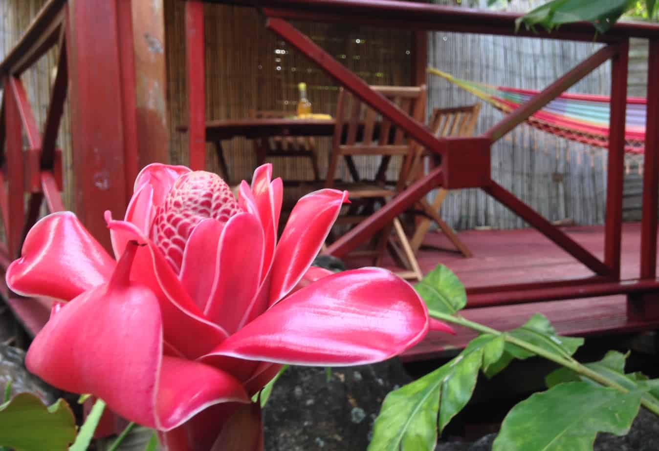 [:fr]À découvrir à Deshaies… un paradis végétal à deux pas du Jardin Botanique[:]