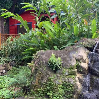 GITES DESHAIES - LE MORNE AUX FOUS - CABANE DE LA SOURCE - 10
